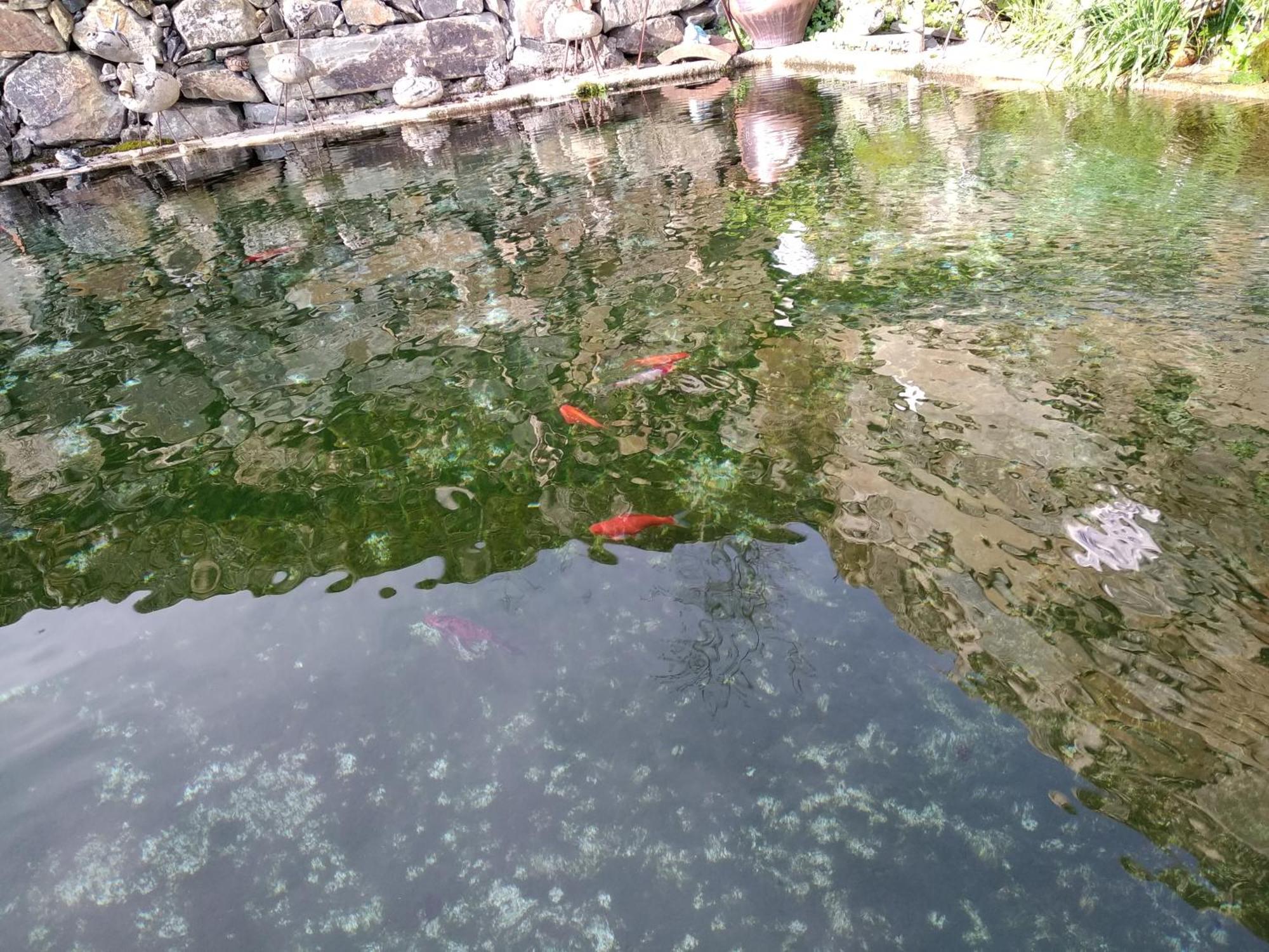 Casa Da Quinta Do Porto Villa Lamego Bagian luar foto